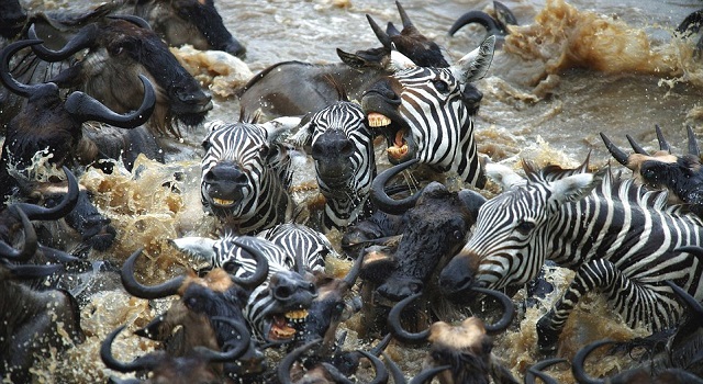 生物大灭绝是由什么原因引起的,世界上巨型海洋动物的未解之谜