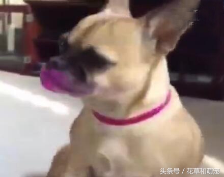 狗狗偷吃主人口红,狗狗偷吃主人不知道