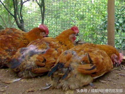 通过鸡的眼睛判断健康状况,鸡弓背翅膀下垂什么病