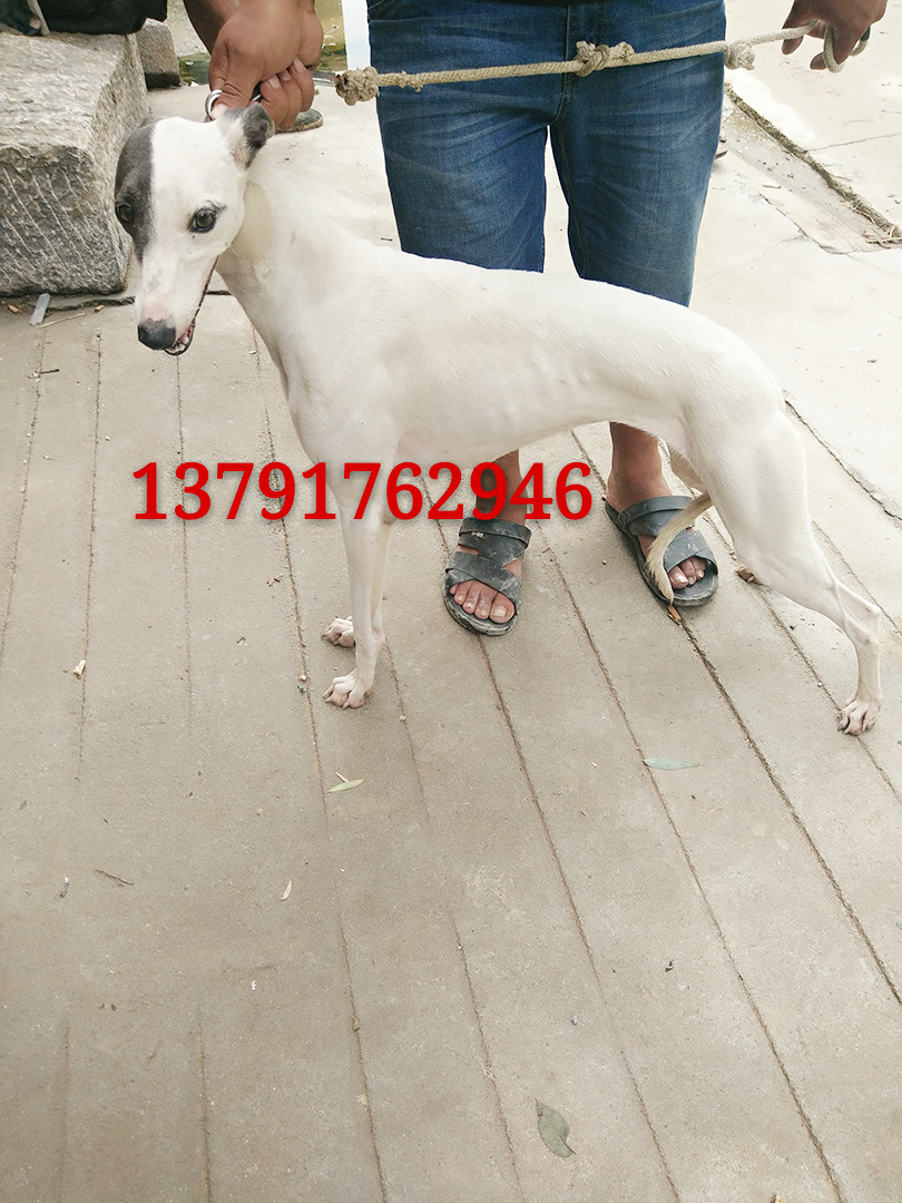 格力犬视频素材稀有,分享一张格力犬的照片