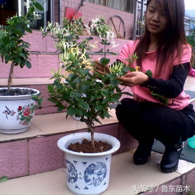 北花一号金银花不搭架可以吗,不开花的金银花苗木