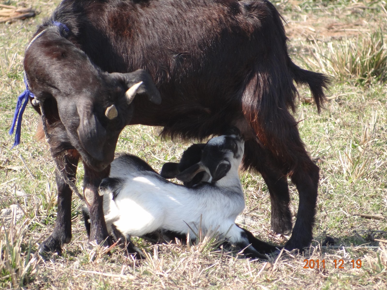 孕期喝羊奶粉还是鲜羊奶好,鲜羊奶和羊奶粉哪个更好些