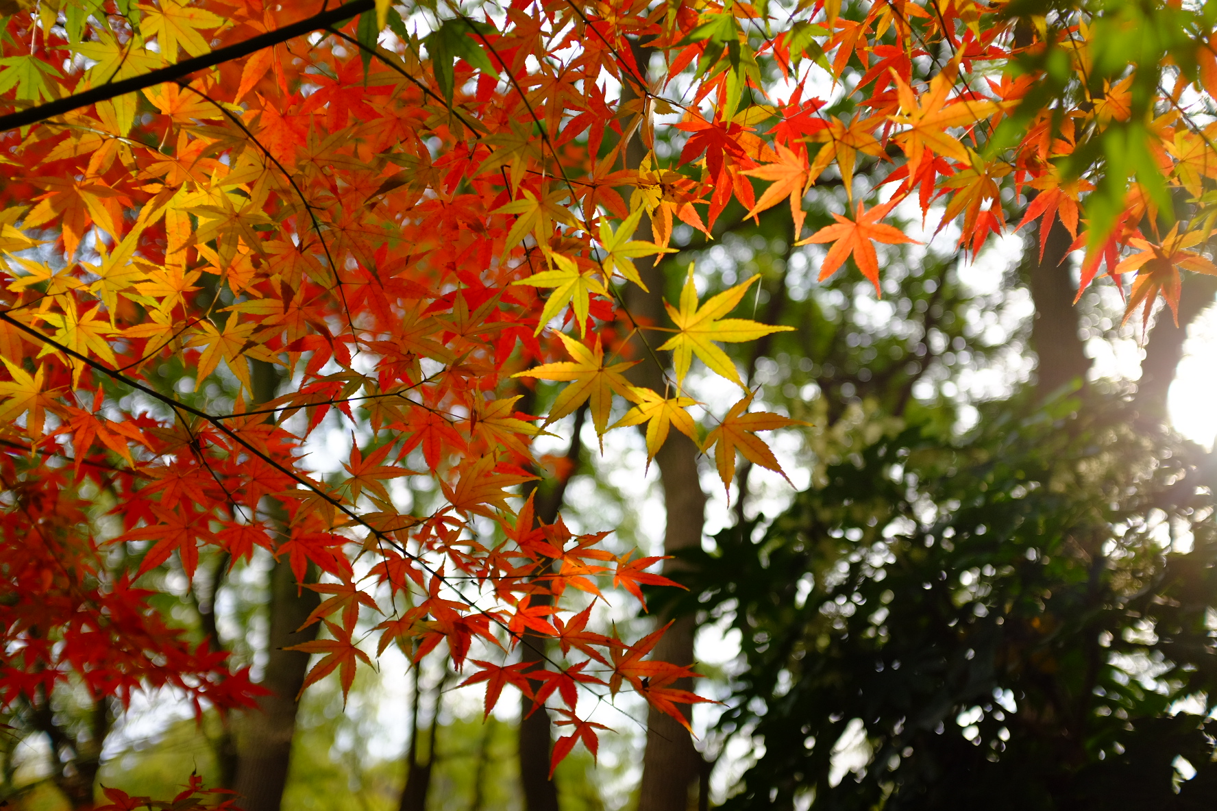 巧用日光白平衡，记录绚烂秋色
