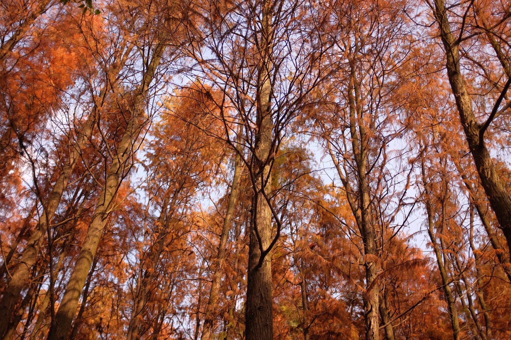 巧用日光白平衡，记录绚烂秋色