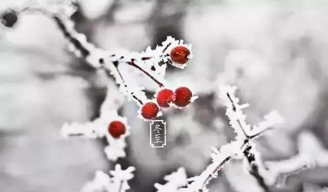 祝您冬至快乐表情包,冬至祝福卡