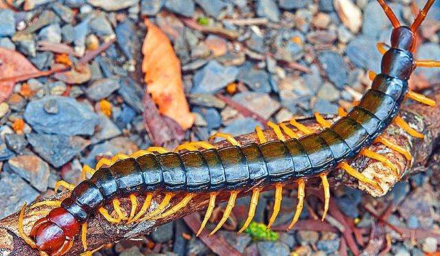 在农村不敢惹的动物,家里出现这几种虫子你千万不要碰