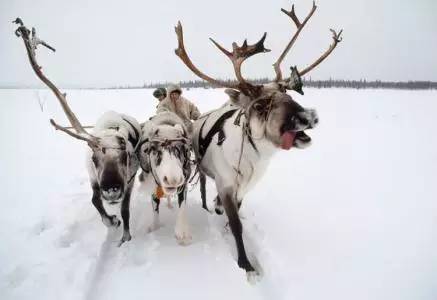 呼伦贝尔草原那达慕大会时间,夏季那达慕大会呼伦贝尔