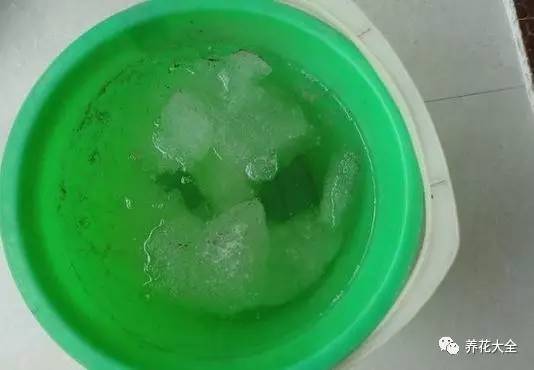 雪水、食盐、白糖、维生素,能让花枝繁叶茂,你信不信?