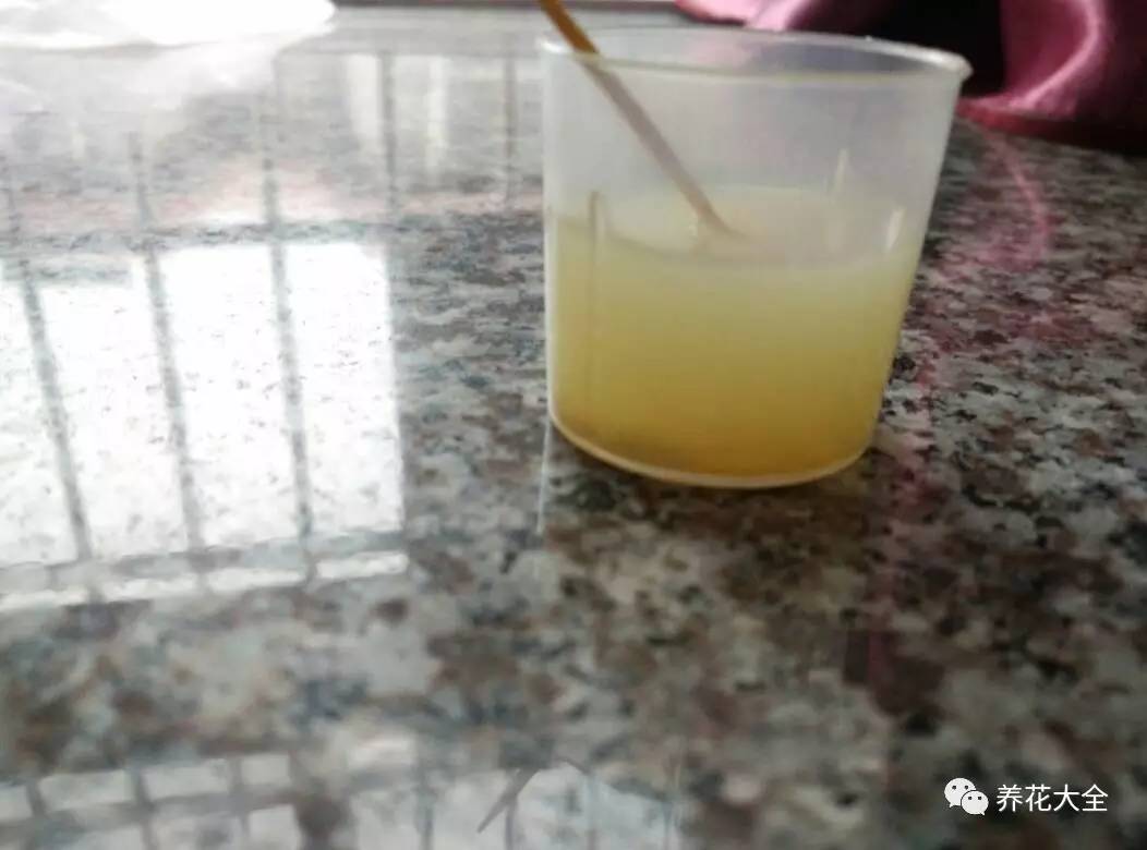 雪水、食盐、白糖、维生素,能让花枝繁叶茂,你信不信?