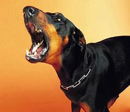 怎么训练狗狗在家不乱叫扰民,狗狗听到门铃叫