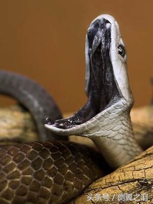 黑曼巴蛇属于哪种蛇类,黑曼巴是蛇类中毒性最强的吗