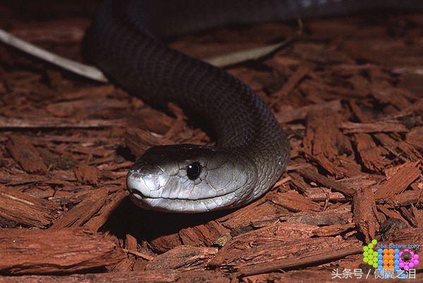 黑曼巴蛇属于哪种蛇类,黑曼巴是蛇类中毒性最强的吗