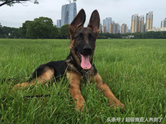 德牧常识大全,聊聊德牧保护肠道