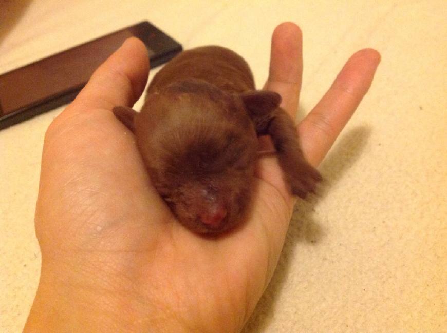 新手铲屎官如何养狗狗,铲屎官养宠进阶