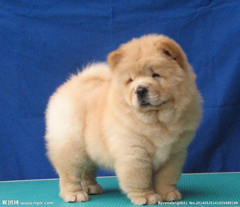 狗狗品种松狮犬,广西土松狮犬