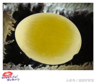 虎皮鹦鹉繁育期间注意事项,虎皮鹦鹉怎么快速产蛋