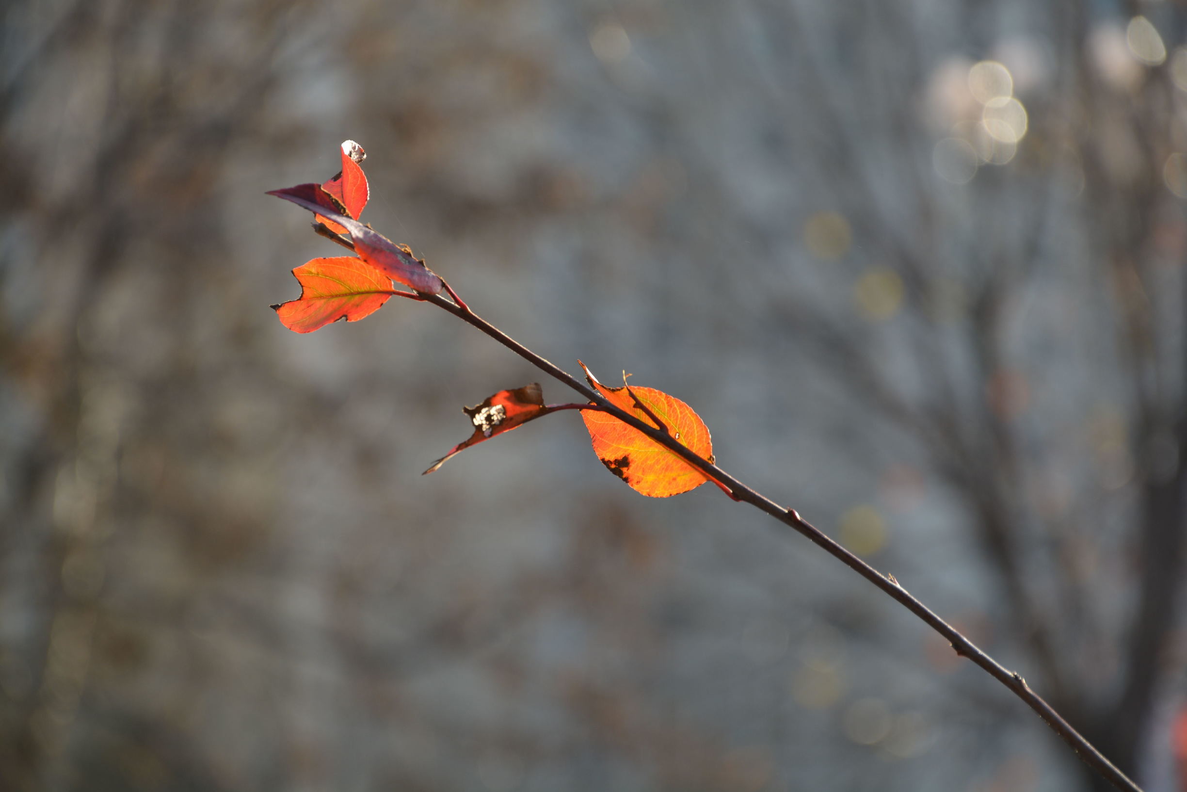 尼康D5200扫街，狗头基本够用