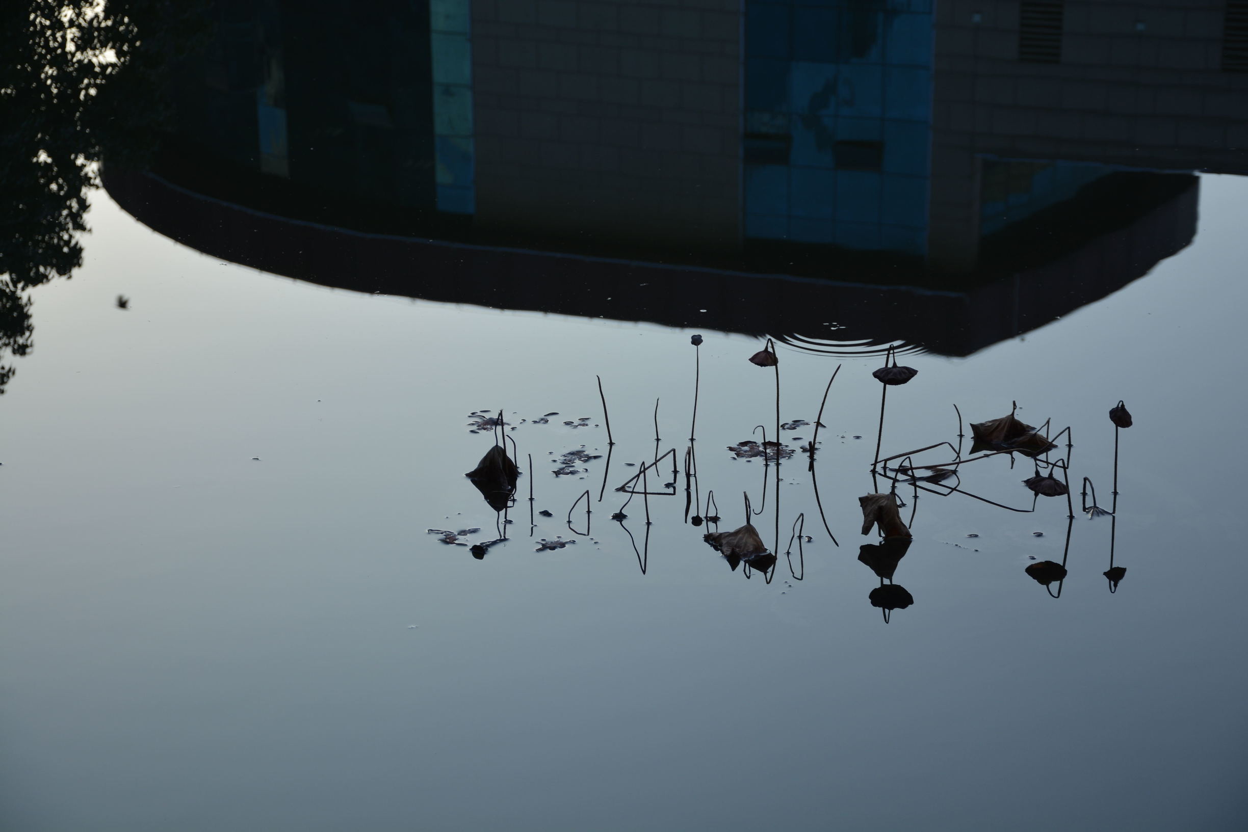 尼康D5200扫街，狗头基本够用