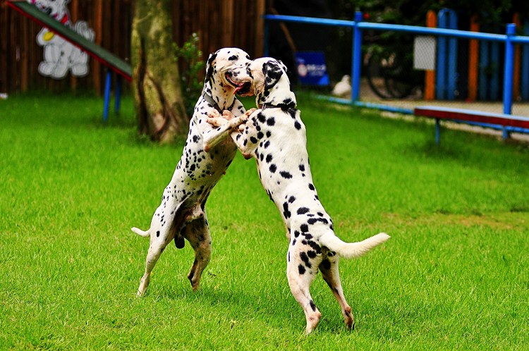 黄黑的外国斑点狗有哪些品种,小斑点狗是什么品种