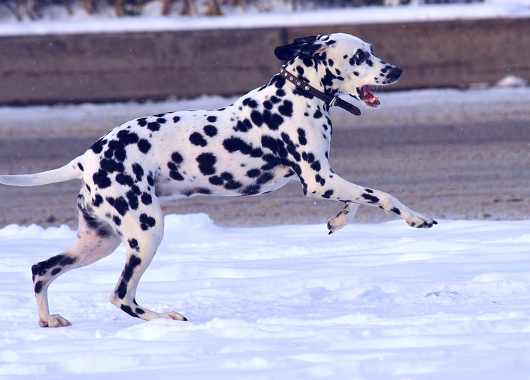 黄黑的外国斑点狗有哪些品种,小斑点狗是什么品种