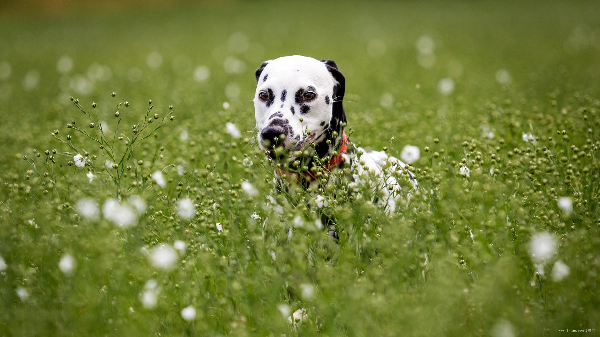 黄黑的外国斑点狗有哪些品种,小斑点狗是什么品种