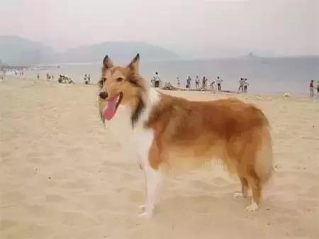 毛发白色的狗狗种类,最重感情的狗狗种类