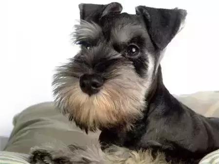 毛发白色的狗狗种类,最重感情的狗狗种类