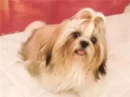 毛发白色的狗狗种类,最重感情的狗狗种类