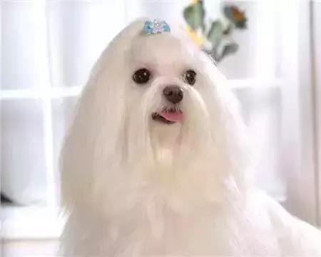 毛发白色的狗狗种类,最重感情的狗狗种类