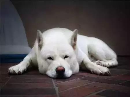 毛发白色的狗狗种类,最重感情的狗狗种类