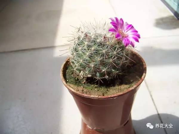 雪水、食盐、白糖、维生素,能让花枝繁叶茂,你信不信?