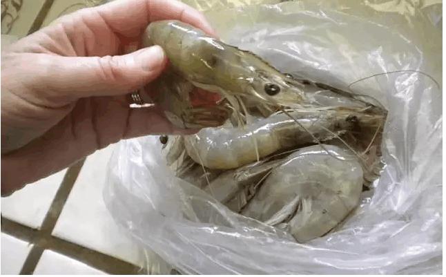 如何辨别明胶虾,明胶虾怎么样