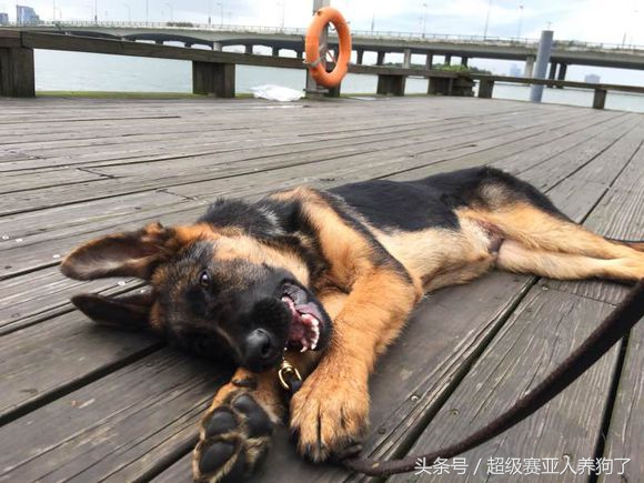 德牧常识大全,聊聊德牧保护肠道