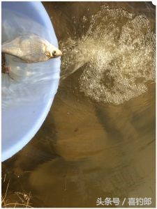 黑龙鲫短节手竿,黑龙鱼竿