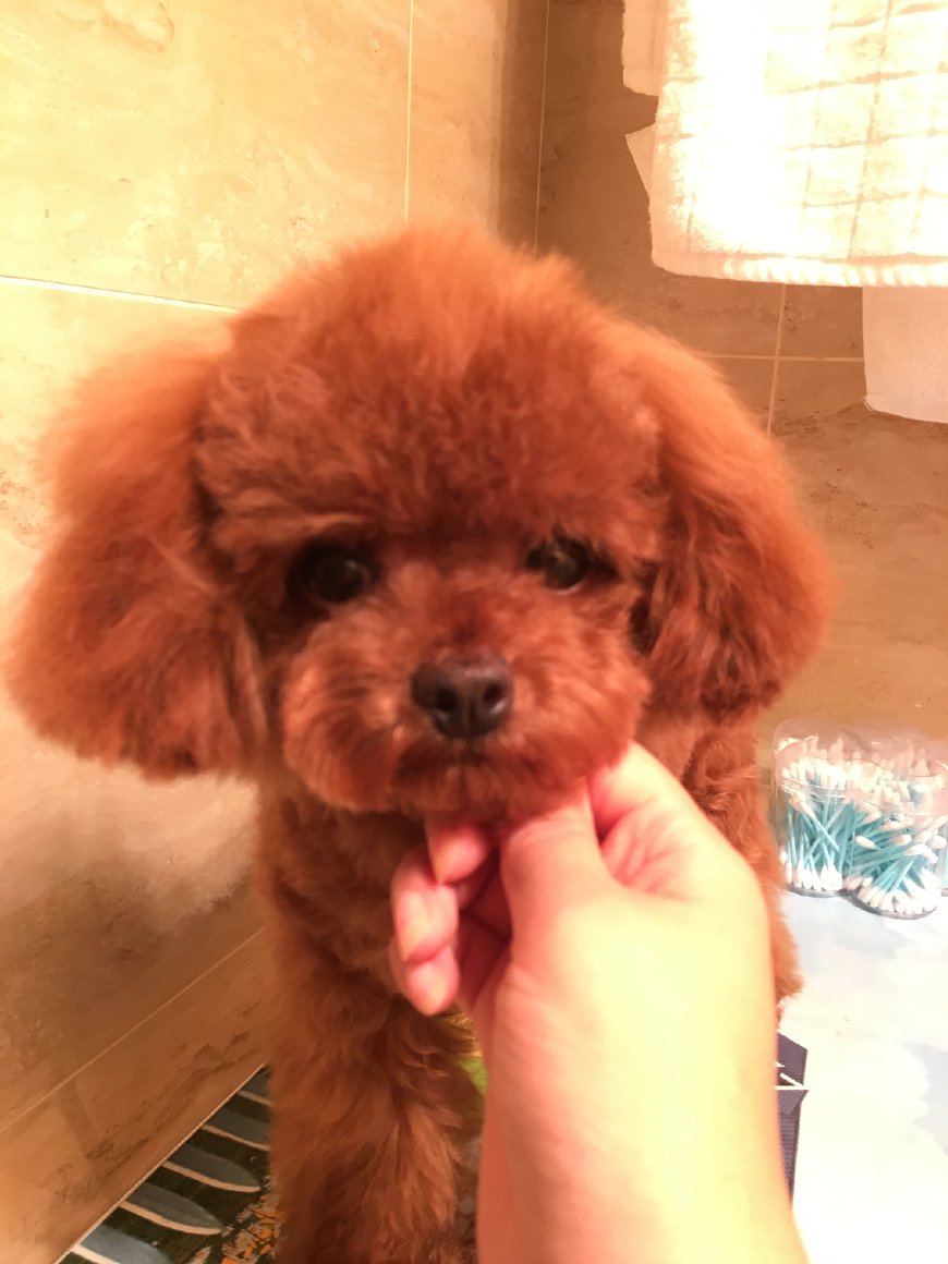 新手铲屎官如何养狗狗,铲屎官养宠进阶