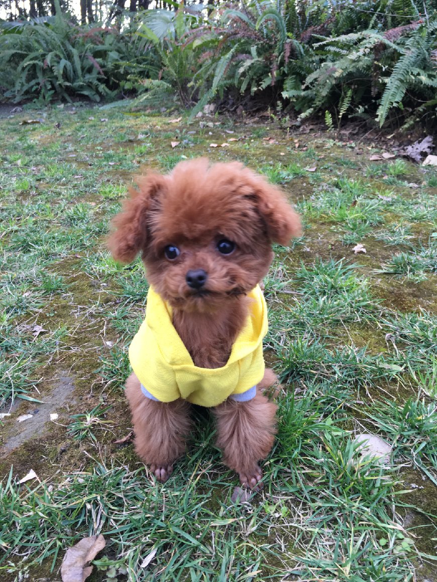 新手铲屎官如何养狗狗,铲屎官养宠进阶