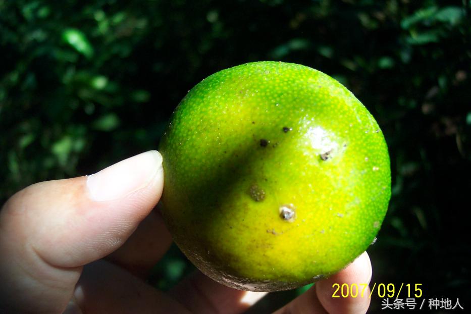 柑橘大实蝇虫害造成的原因,柑橘大实蝇发生规律