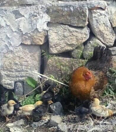 醉美罗山丨周*党**镇：东街姜冲大湾的那些往事