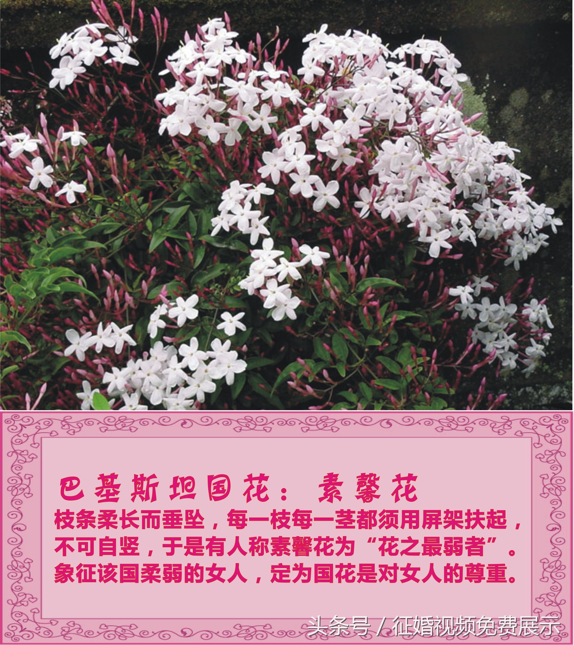 各国国花及象征意义,世界各国国花及寓意