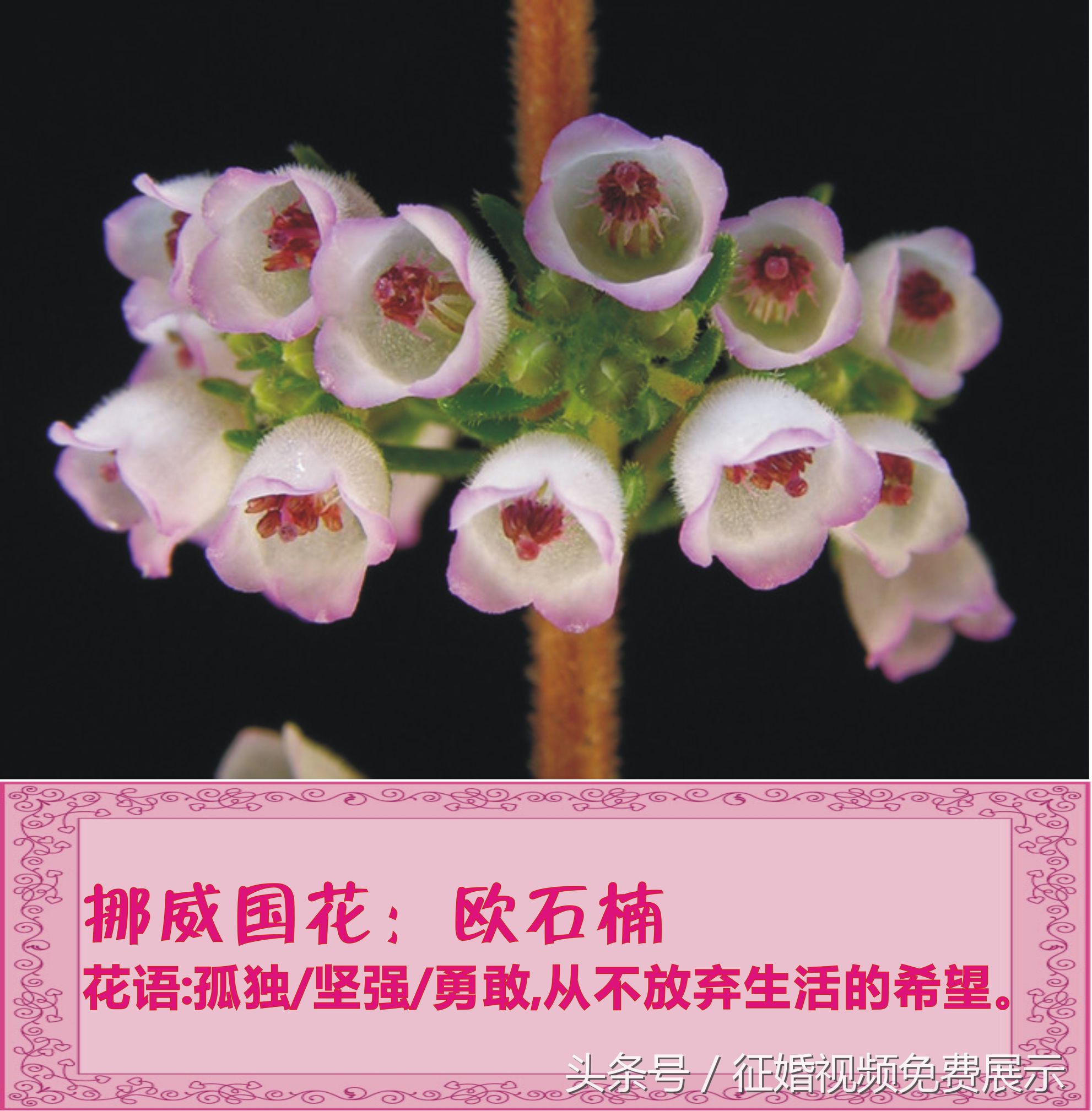 各国国花及象征意义,世界各国国花及寓意