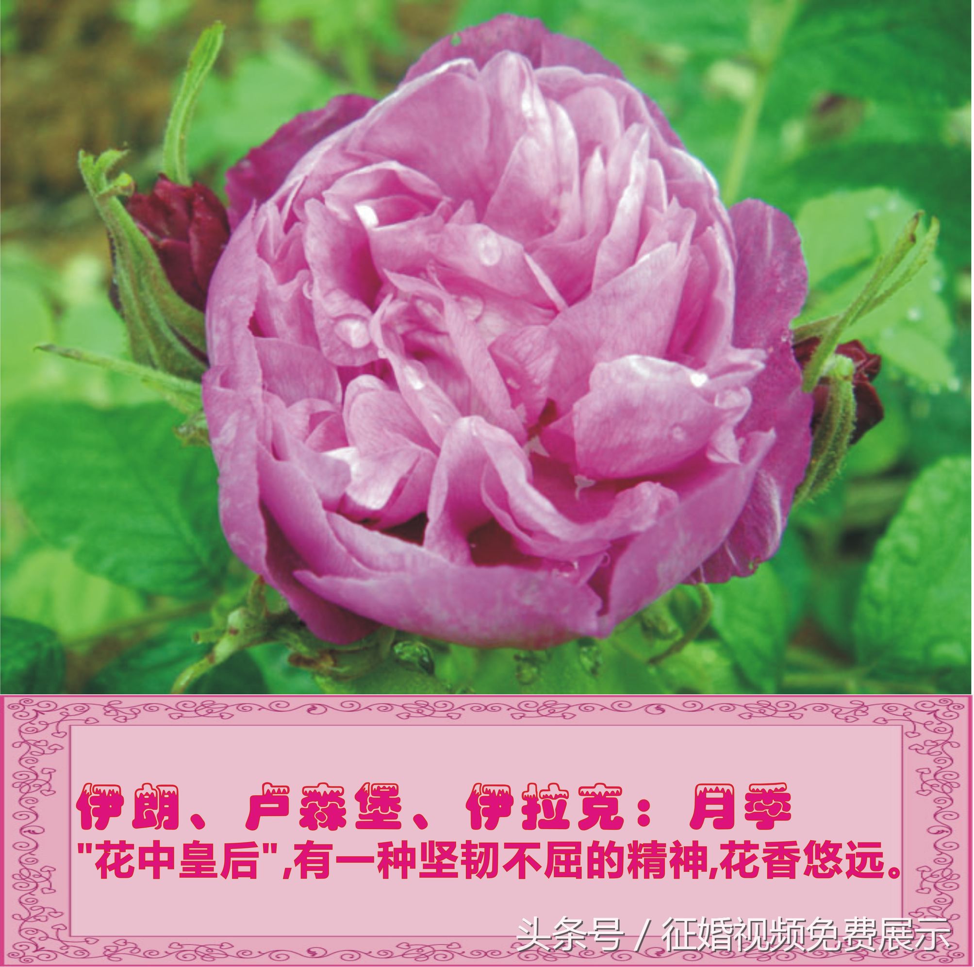 各国国花及象征意义,世界各国国花及寓意