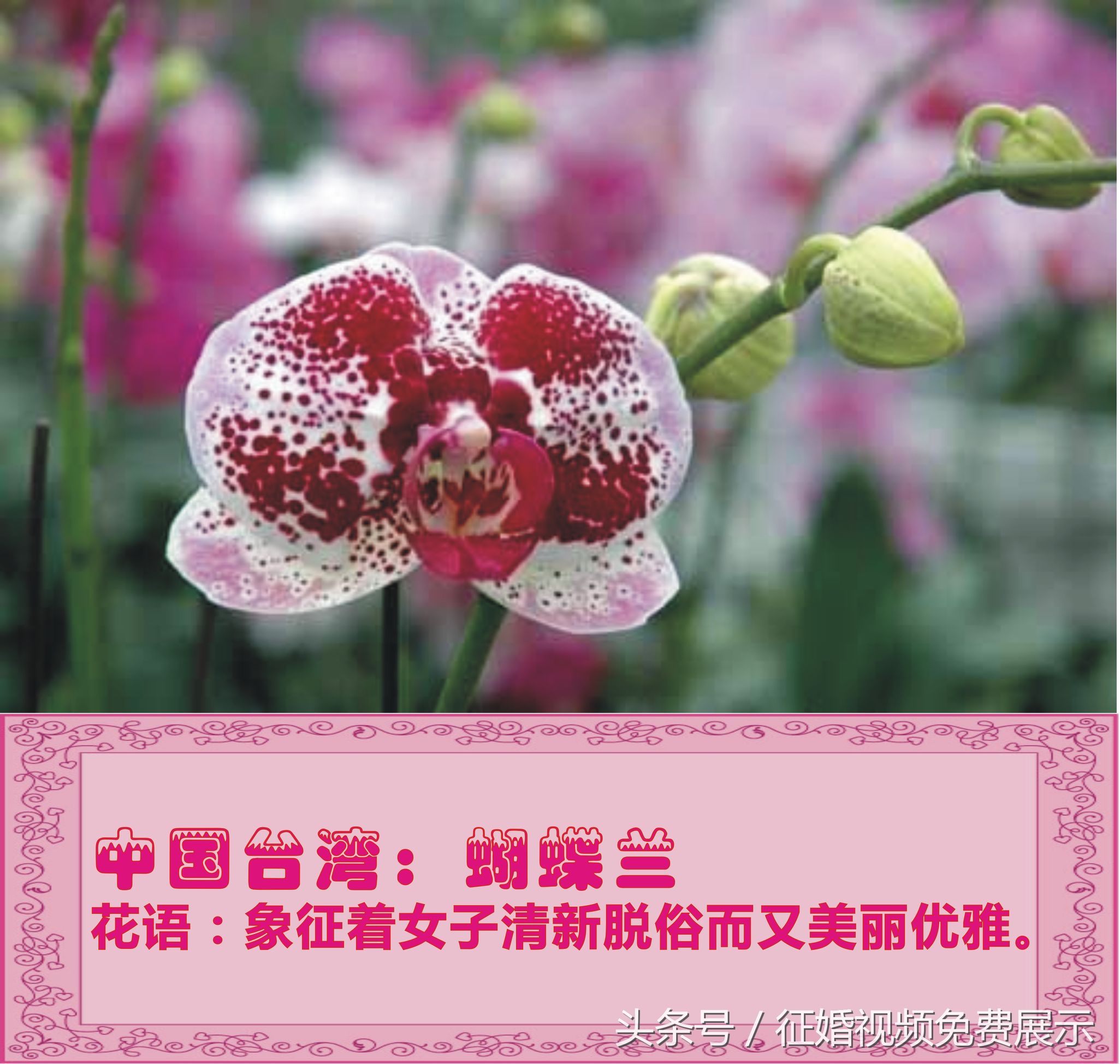 各国国花及象征意义,世界各国国花及寓意