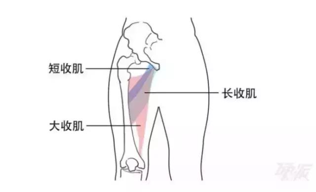 不看不知道！每天练习5分钟，减少伤病靠它啦