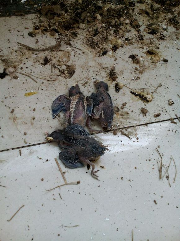 因为烦躁捣毁了家里的燕子窝，结果惹来了惨重的报复！真实经历！