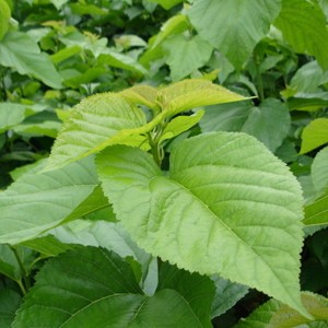 桑树全身上下可入药,桑树哪些部位可以入药及功效