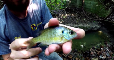 男子用迷你鱼竿钓鱼,农村小伙用鱼竿钓到鱼
