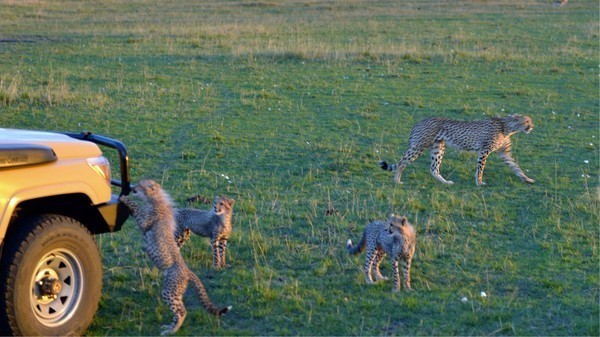 境外游必须知道的5件事,国外旅游骗局套路大全