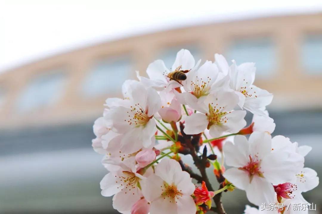 四川乐山最美的春天,乐山的春天有多美