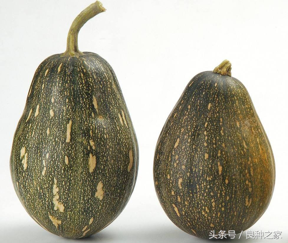 餐桌上常见的本土作物是什么,10种常见的粮食作物