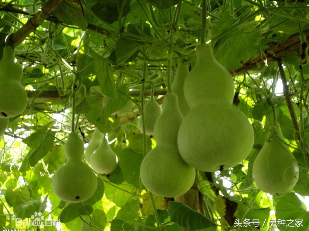 餐桌上常见的本土作物是什么,10种常见的粮食作物